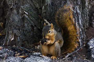 A squirrel chewing on a nut next to a tree