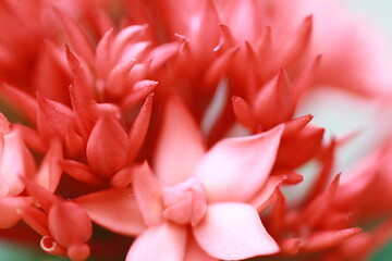 Green fresg grass and color full flowers