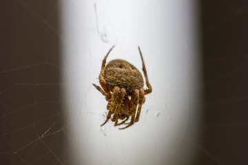A close up of a brown spider on its web