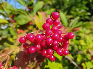 Red viburnum. Ripe viburnum berries on a bush.