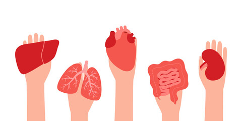 Donation organs liver, lungs, heart, intestine gut and kidney. Hands hold donor organs. Volunteer donate, help for patient. Vector illustration