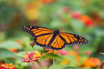 Fototapeta premium A close up of a butterfly landing on bright, colorful flowers