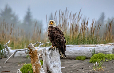 Bald Eagle in Lake Clark National Park