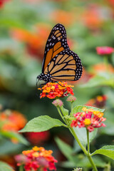A close up of a butterfly landing on bright, colorful flowers