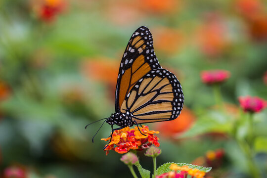 A close up of a butterfly landing on bright, colorful flowers