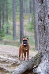 a beautiful German boxer dog stands in the forest next to a tree with beautiful roots