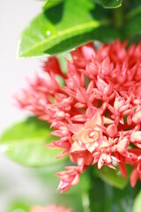 Green fresg grass and color full flowers