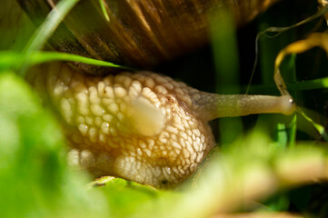 Large snail close-up. Macro photography