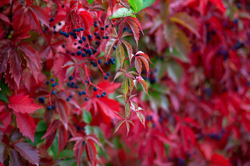 Red leaves and bunches of wild grapes. Selective focus..