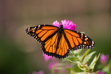 A bright orange butterfly lands on pink and orange flowers with its wings spread