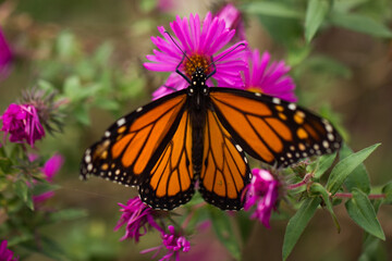 A bright orange butterfly lands on pink and orange flowers with its wings spread