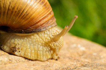 Large snail close-up. Macro photography