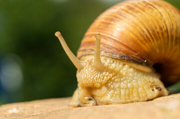 Large snail close-up. Macro photography