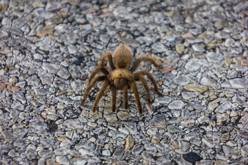 A close up macro shot of a large brown spider walking on pavement