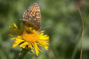 schlüsselblumen würfelfalter auf einer Pusteblume