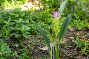 Beautiful Curcuma parviflora looming in the garden, flowers of krachi fragrant.