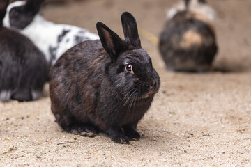 Portrait of a black dwarf rabbit in an enclosure