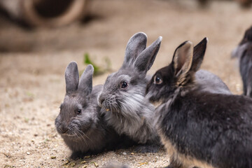 Portrait of a group of dwarf rabbits in different colors in an enclosure