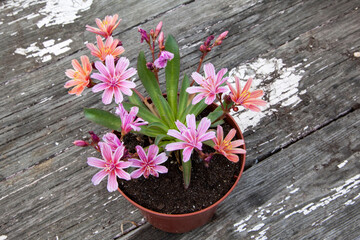 Lewisia flowers in a pot on an old wooden background