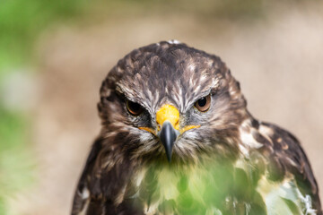 Close-up of a buzzard in captivity