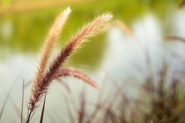 Grass flowers in the meadow green blur background