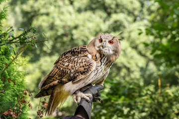 Portrait of a siberian eagle owl, siberian Uhu