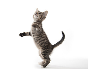 Cute tabby kitten on white © Tony Campbell