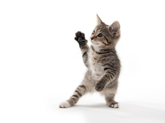 Cute tabby kitten on white