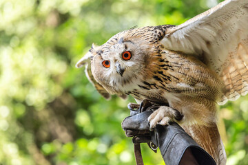 Portrait of a siberian eagle owl, siberian Uhu