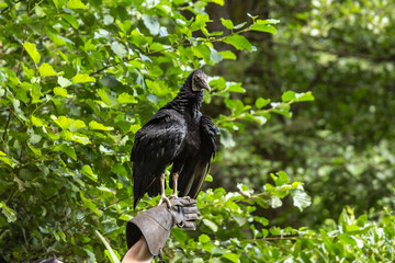 Portrait of a black vulture sitting on a falconers arm