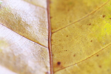 Red and yellow tropical leafs for back ground