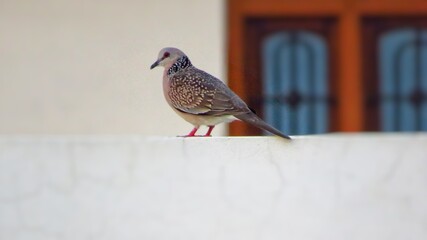 Spotted dove or Spilopelia chinensis bird sitting on wall with white background
