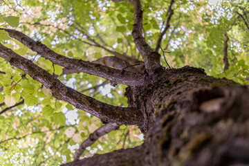 Fototapeta na wymiar Tree from bottom to top branch and sky