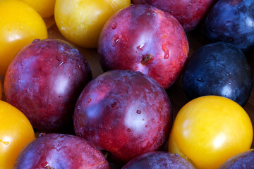 Ripe sweet plums of different varieties