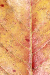 Red and yellow tropical leafs for back ground