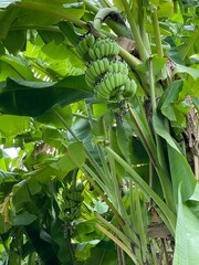 Banana agricultural field.  Banana bunch.  Tropical tree.