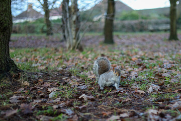 funny cute squirrel in the nature