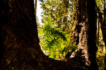 fern in the forest