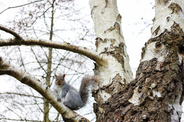 funny cute squirrel in the nature