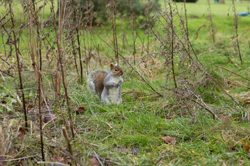 funny cute squirrel in the nature