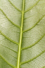 Red and yellow tropical leafs