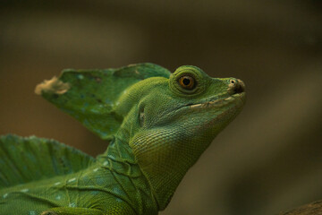 green lizard basilisk on a branch