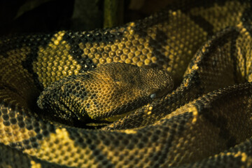 close up of a neotropical rattlesnake