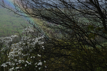 Rainbow through Flowering Trees