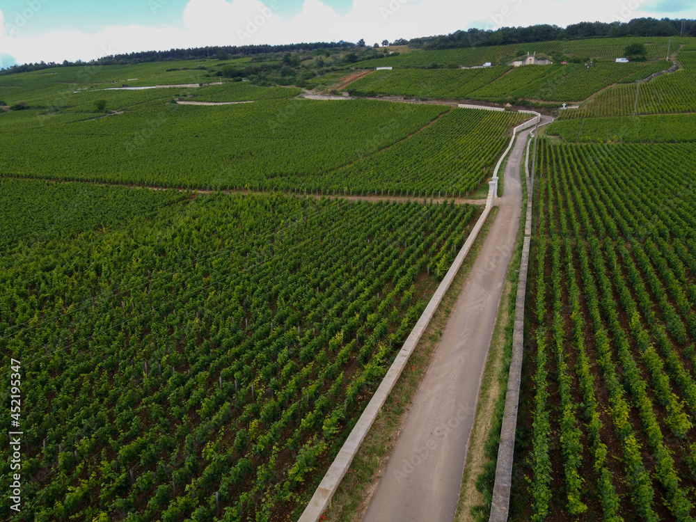 Wall mural aerian view on walled green grand cru and premier cru vineyards with rows of pinot noir grapes plant