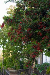 Fototapeta na wymiar Green Tree With Red Berries Background
