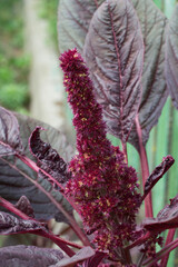 Bunch of crimson amaranth flowers, close-up. Amaranth inflorescence.
