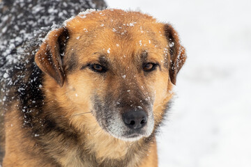 Brown dog close up in winter during a snowfall