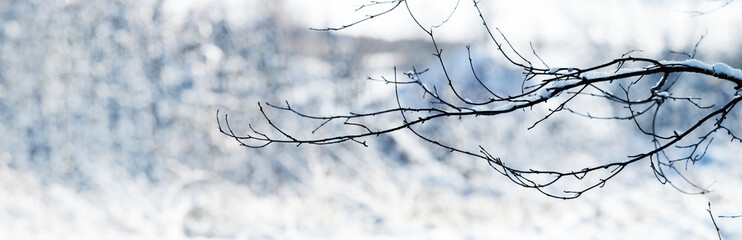 Snow-covered tree branch in winter on a light background, panorama