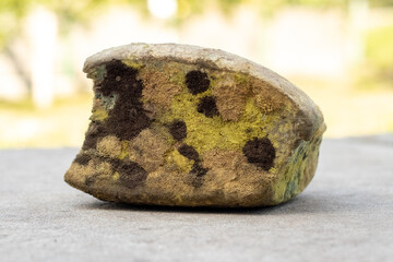 A piece of bread covered with colorful mold